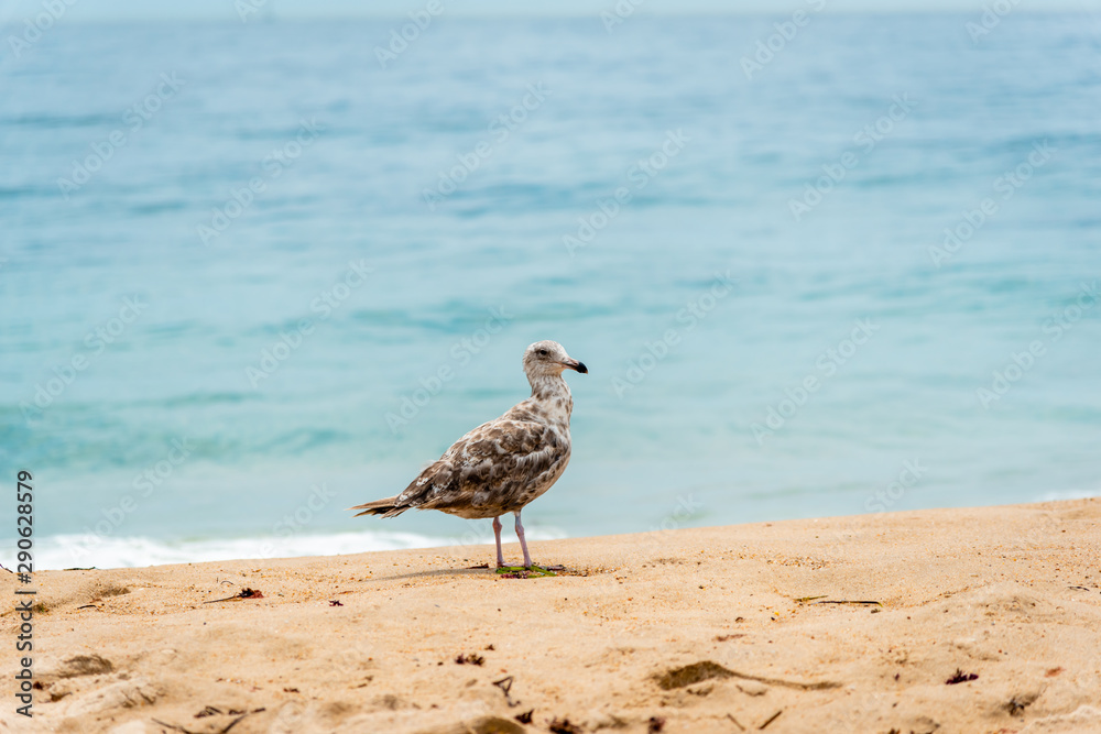 Obraz premium Seagull isolated at the ocean-side 