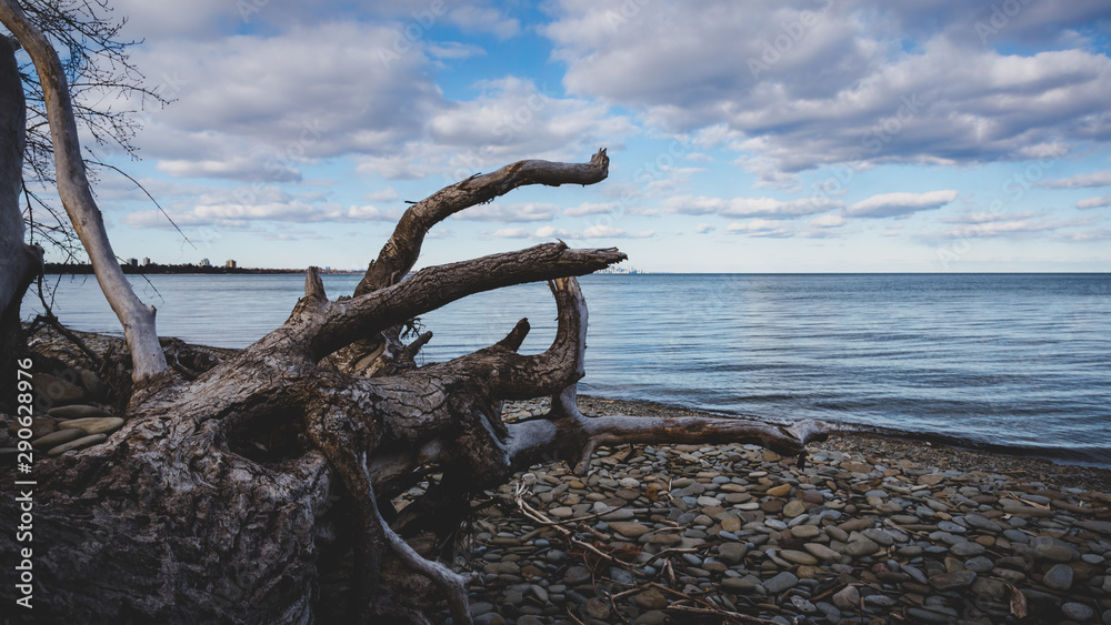 Fototapeta premium tree on the beach