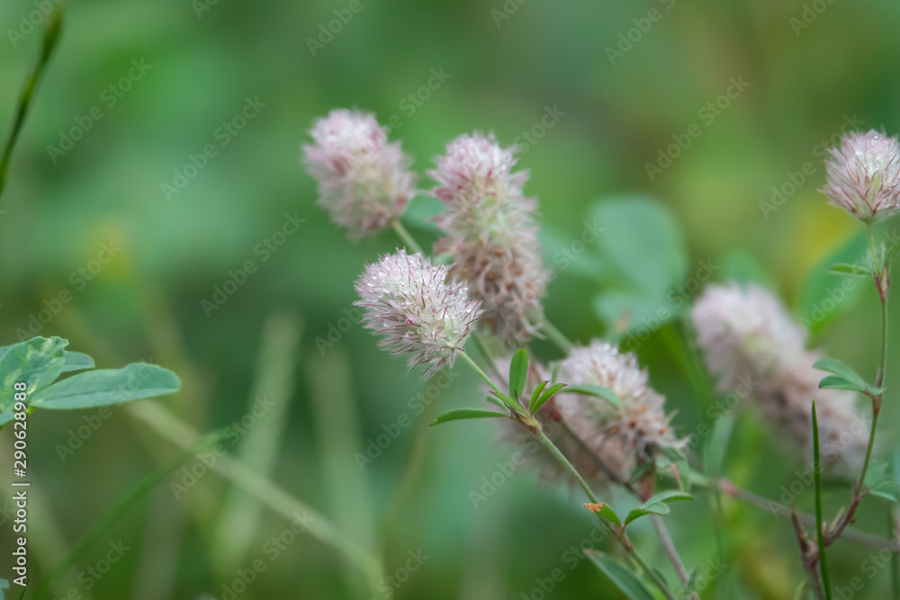 Rain on Rabbitfoot Clover Flowers in Summer