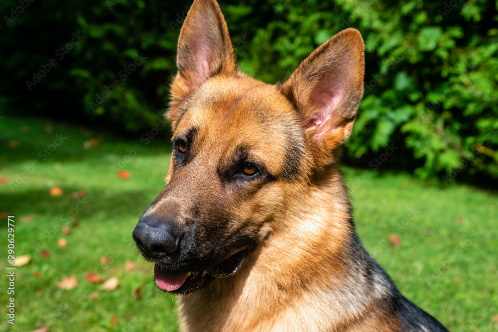 German shepherd dog at the training German shepherd dog at the training