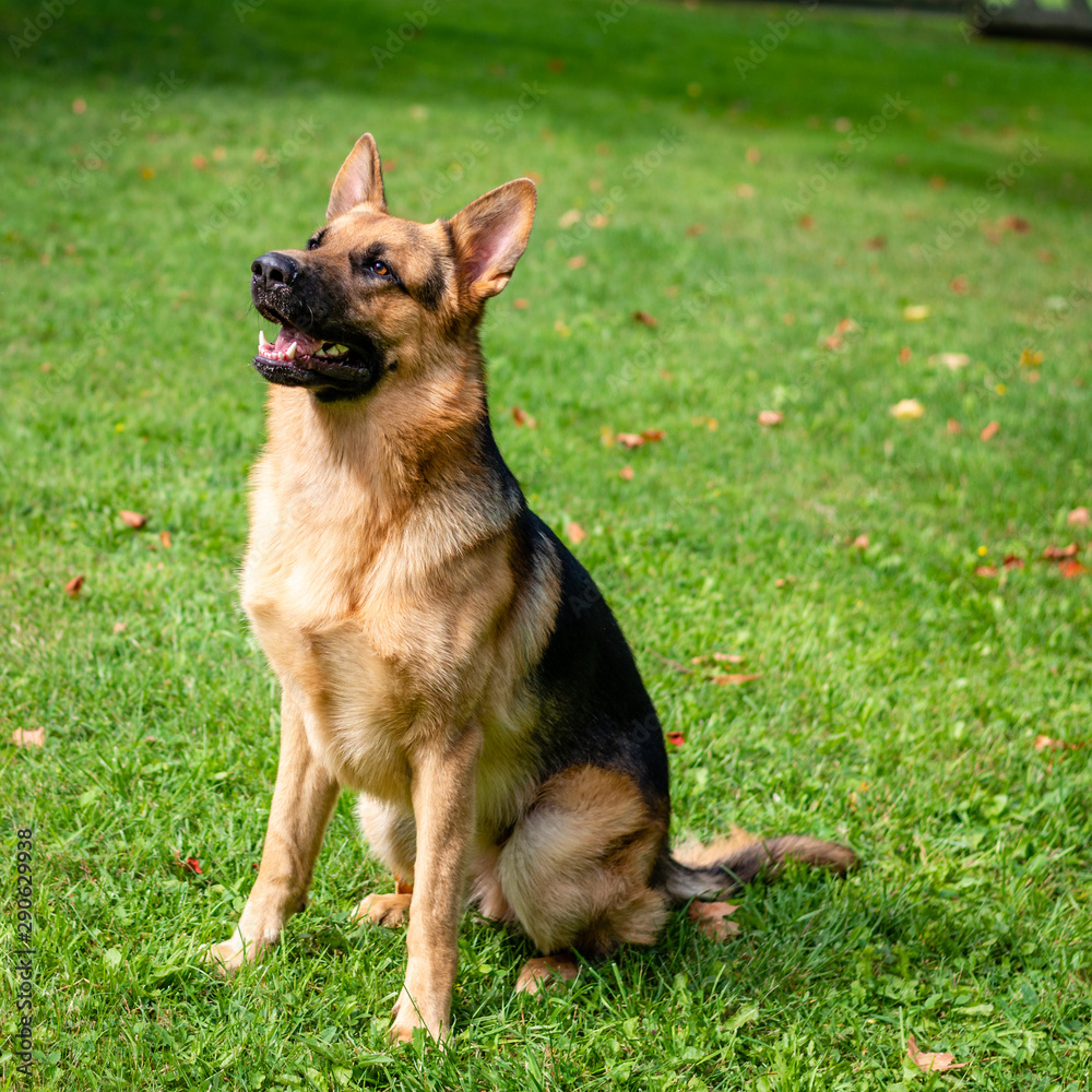 German shepherd dog at the training 