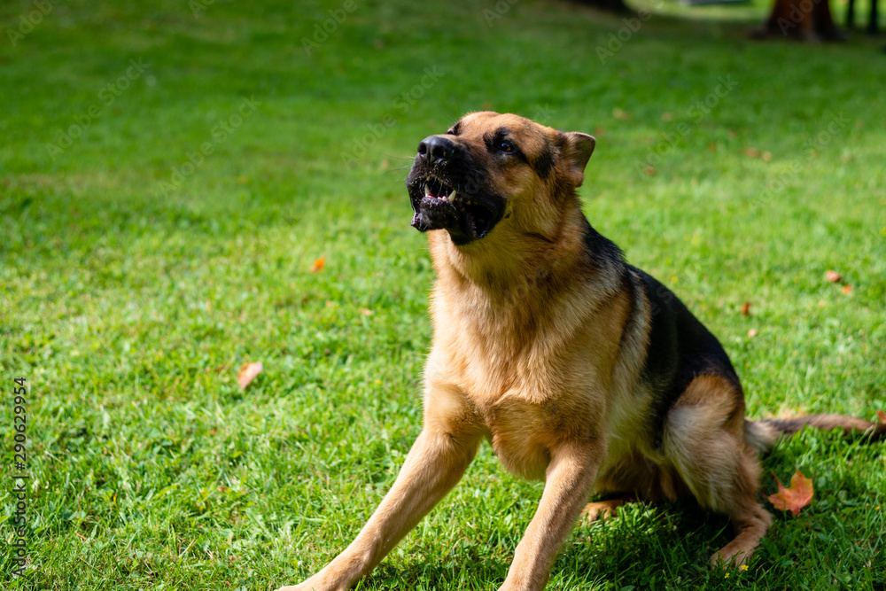 German shepherd dog at the training 