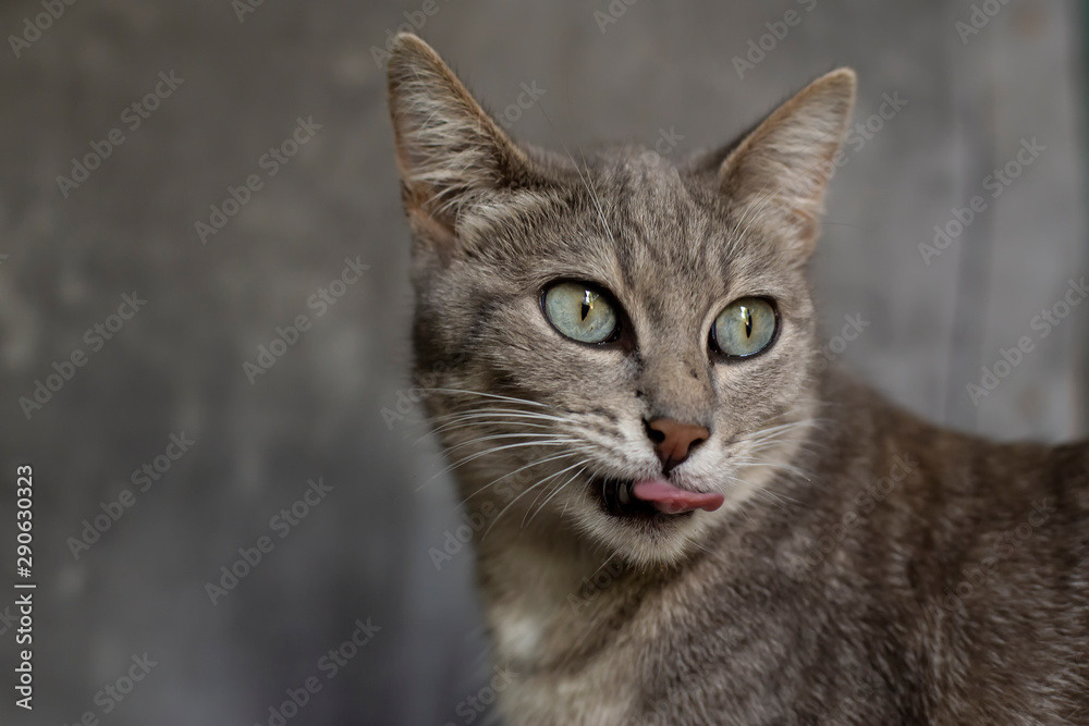 Funny cat with its tongue hanging out looks into the distance. Funny cat with its tongue hanging out looks into the distance.