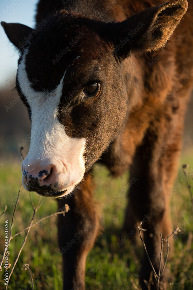 Fototapeta premium Calf