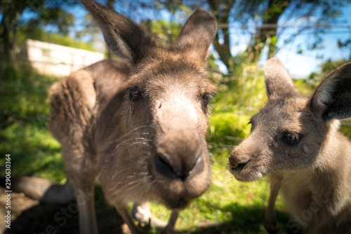 Wild Kangaroo In Sydney Australia