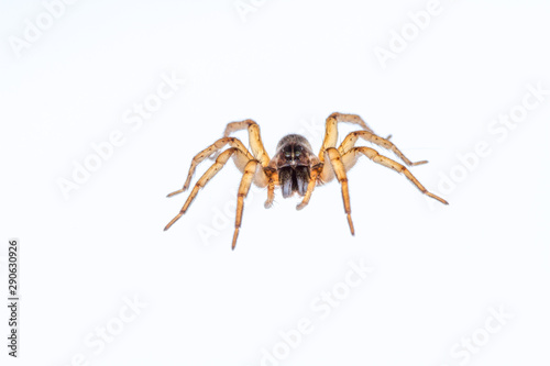 A spider isolated on a translucent white background.