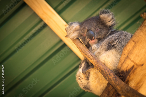 Kaola Sleeping In Tree In Austalia photo