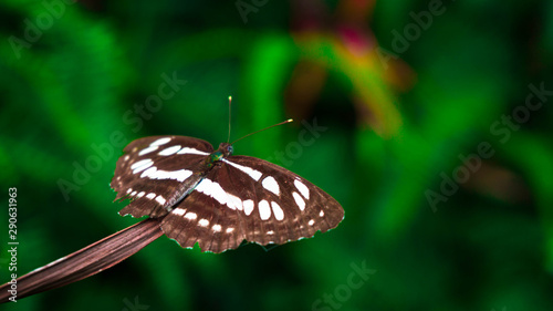 Butterfly on a leaf