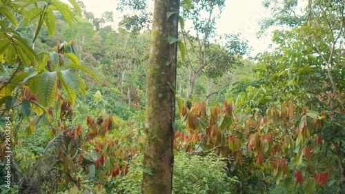 Cocoa Trees In The Middle Of The Amazon Rainforest Ecuador