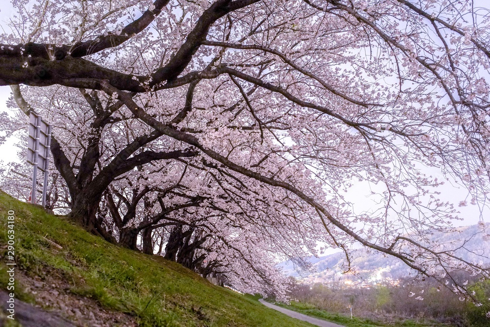 桜の街 Cherry blossom Town Kyoto or Nara Japan 桜の街 Cherry blossom Town Kyoto or Nara Japan