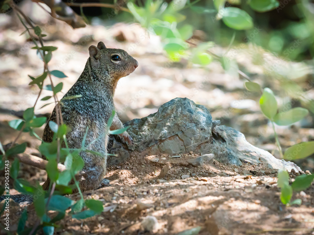 Rock Squirrel Looking for Goodies Rock Squirrel Looking for Goodies