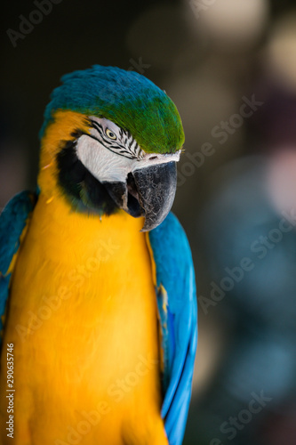 Blue and yellow parrot
