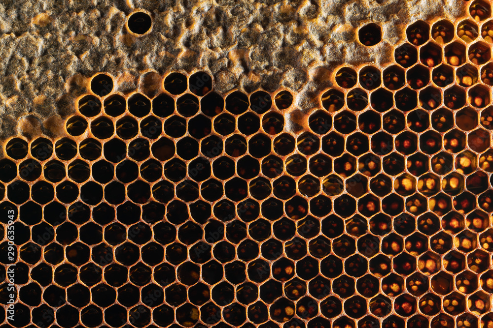 Honeycomb Texture Sweet nectar not yet extracted from the honeycomb. Background of honeycombs in dark golden hues. Macro shooting of honeycombs. Decorative background Honeycomb Texture Sweet nectar not yet extracted from the honeycomb. Background of honeycombs in dark golden hues. Macro shooting of honeycombs. Decorative background