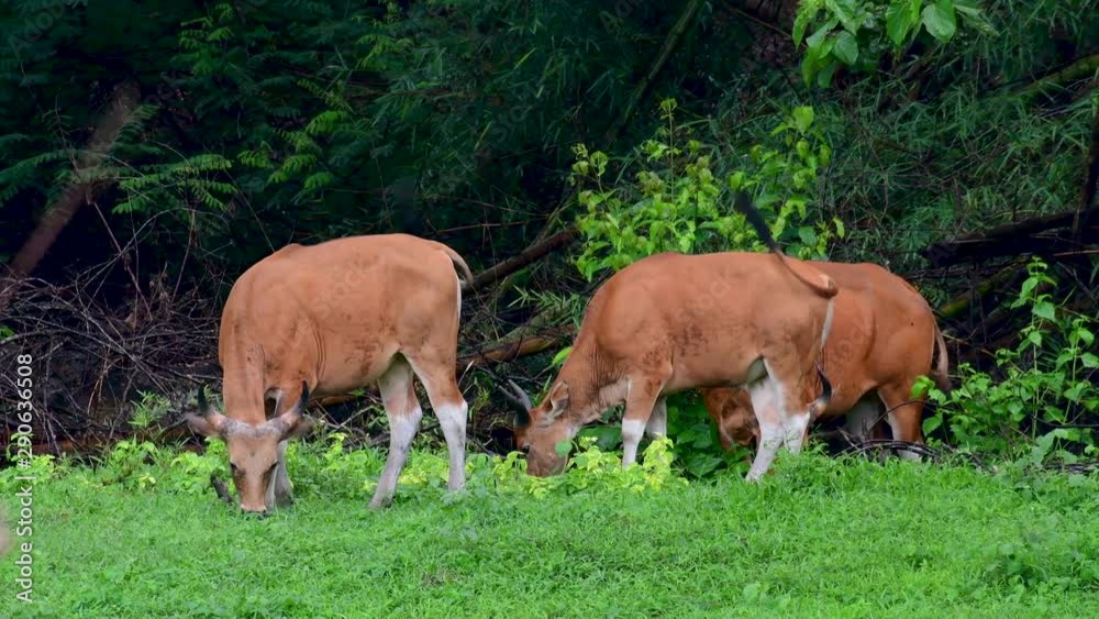 The Banteng or Tembadau, is a wild cattle found in the Southeast Asia and extinct to some countries; was domesticated and used as a beast of burden and meat, also known as the Bali Cattle. The Banteng or Tembadau, is a wild cattle found in the Southeast Asia and extinct to some countries; was domesticated and used as a beast of burden and meat, also known as the Bali Cattle.