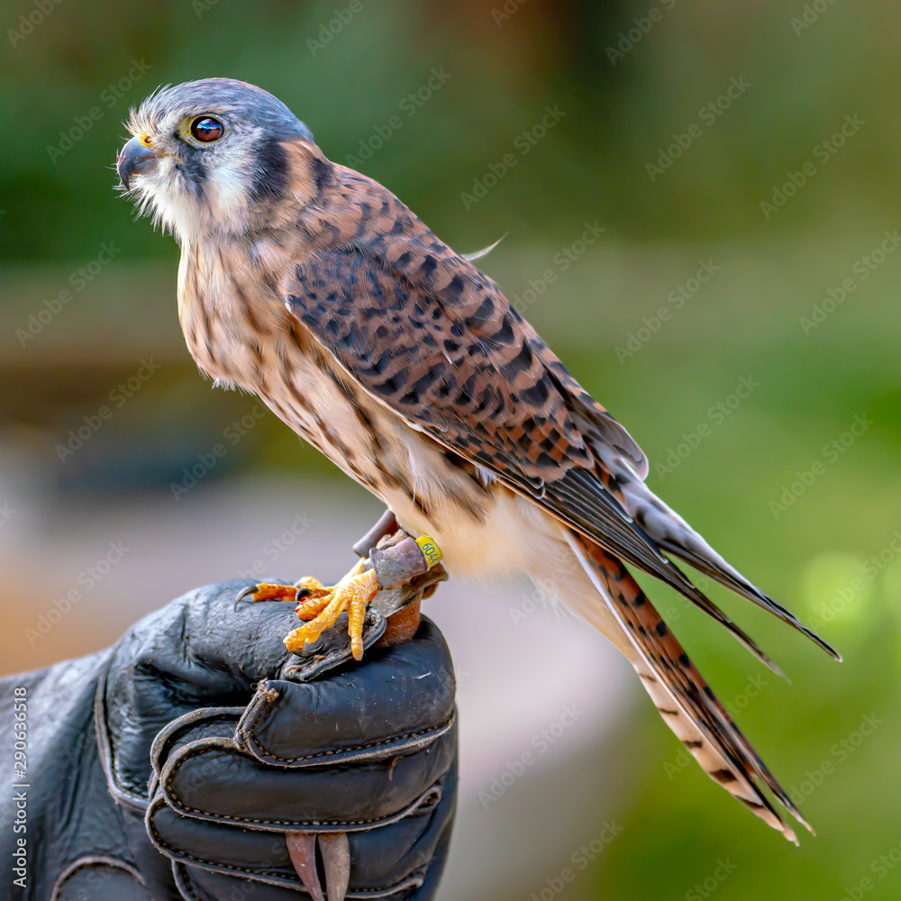 Female American Kestrel Falcon feeding Female American Kestrel Falcon feeding
