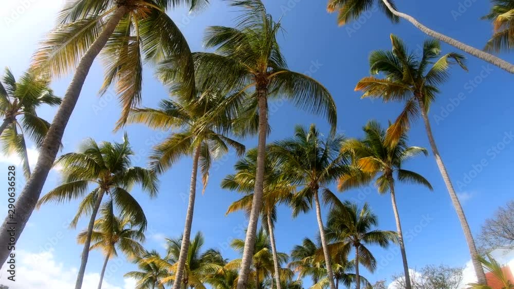 Coconut palm trees seen from below in Gaudeloupe Coconut palm trees seen from below in Gaudeloupe
