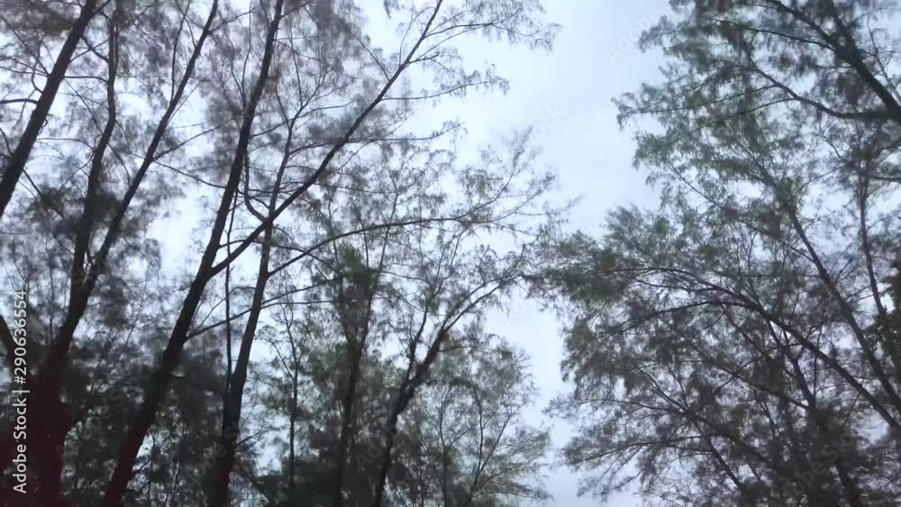 Landscape view up to the sky with many beach pine tree while moving on the car and cloudy grey rainy sky in the background Landscape view up to the sky with many beach pine tree while moving on the car and cloudy grey rainy sky in the background