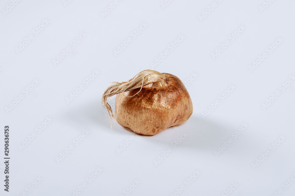 Saffron bulb isolated on a white background. Saffron bulb isolated on a white background.