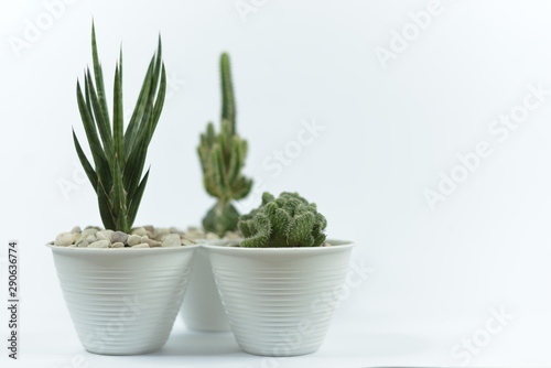 set of castus plant in pot isolated on white background.