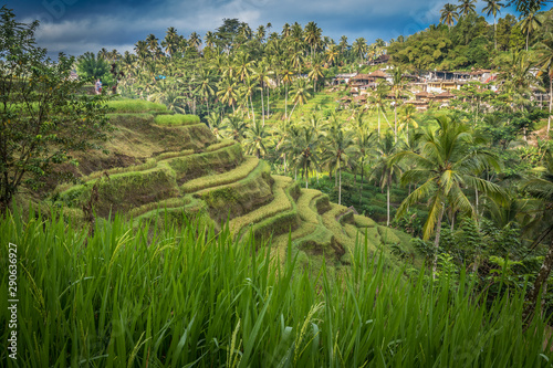 Tegalalang rice terrace, Bali