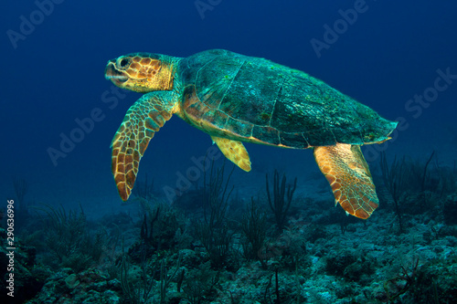 Green Sea Turtle