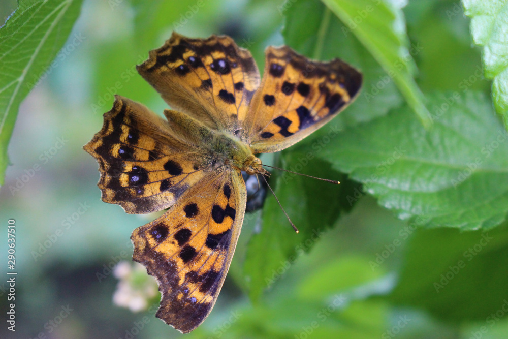 Obraz premium ランタナの実にとまるキタテハ