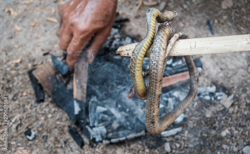 Foto Cropped shot of human hands trying to grilled snake after he killed it, preparing for cooking snake for food