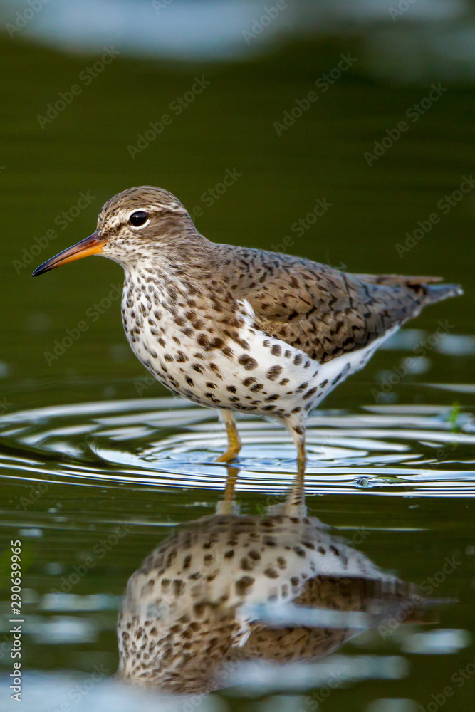 Spotted Sandpiper taken in southern MN Spotted Sandpiper taken in southern MN