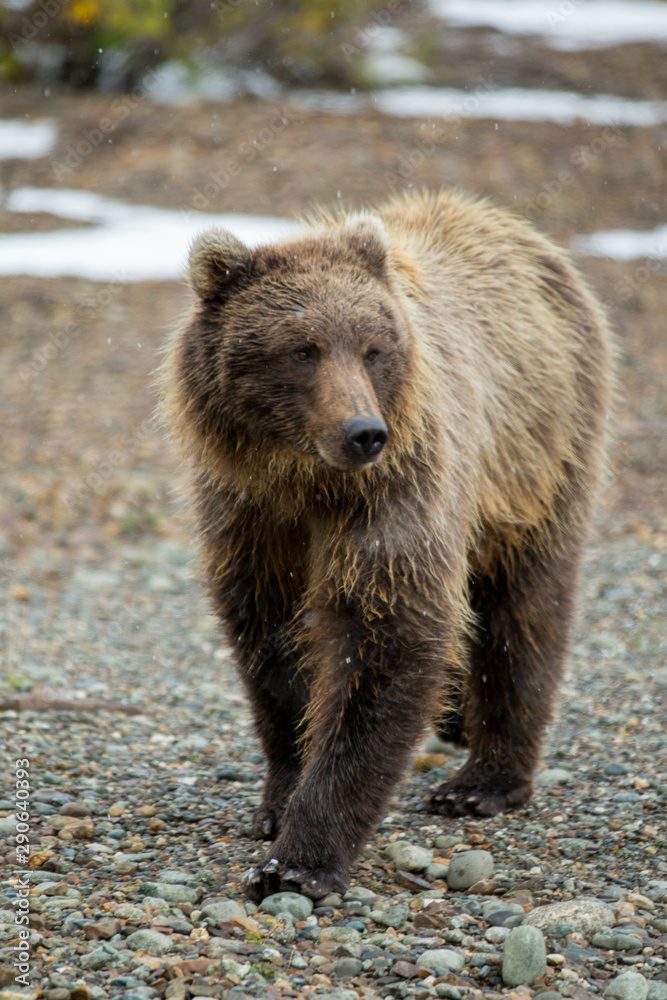 Grizzly Bear taken in Denali NP Alaska