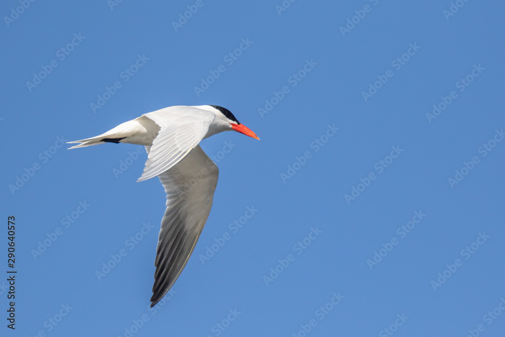 Obraz premium Caspian Tern taken in southern MN