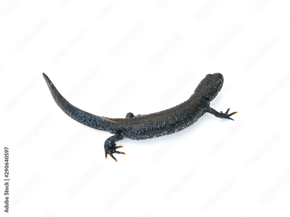 Naklejka premium Crawling newt black isolated on a white background. The view from the top.
