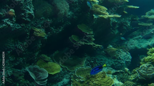 沖縄美ら海水族館のサンゴ-Okinawa Churaumi Aquarium coral photo