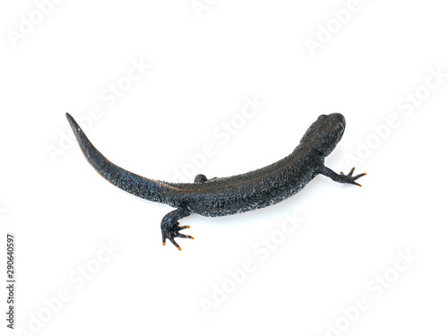 Crawling newt black isolated on a white background. The view from the top. © kvladimirv