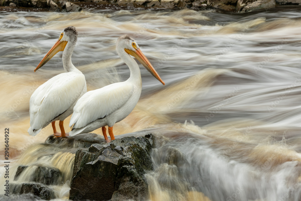 American White Pelican at rivers edge taken in nothern MN American White Pelican at rivers edge taken in nothern MN