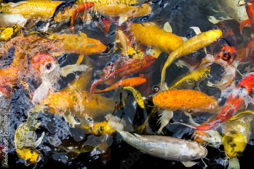 Fancy carp flocks waiting to eat in the pond