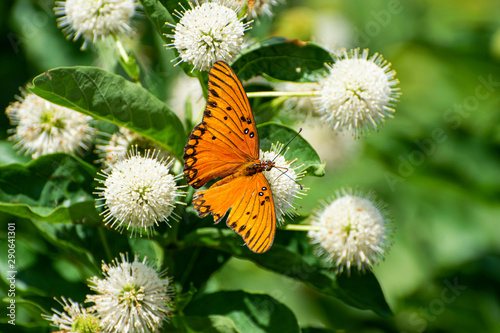 Beautiful orange butterfly with wings spread photo