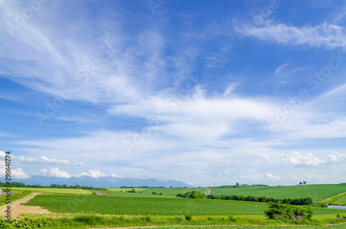 北海道 美瑛 青空と穀倉地帯