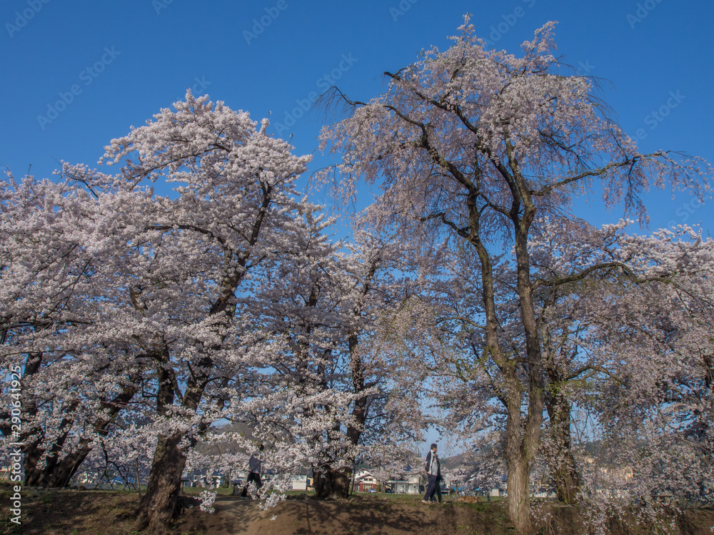 角館 桜 角館 桜