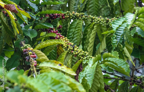 Fresh green and red coffee beans on the branches of the coffee tree in farm and plantation