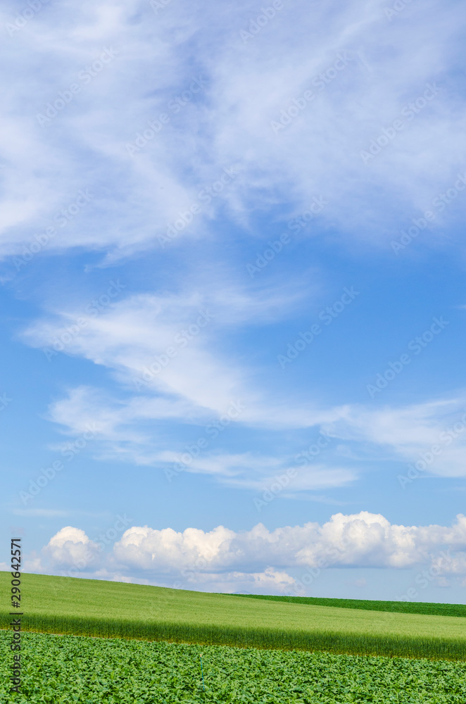 北海道　美瑛　青空と穀倉地帯