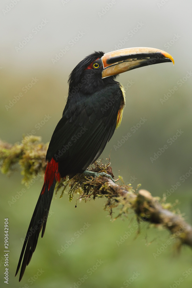 Pale-mandibled Aracari perched on a branch in a cloud forest - Tandayapa, Ecuador Pale-mandibled Aracari perched on a branch in a cloud forest - Tandayapa, Ecuador