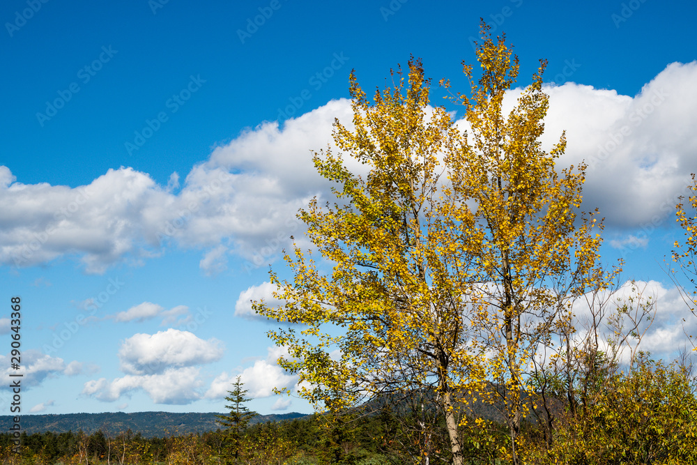 Fototapeta premium 秋の道東・弟子屈町の紅葉（北海道・弟子屈町）