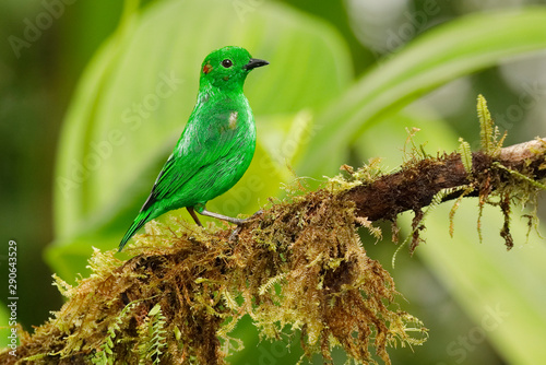Glistening Green Tanager perched on an branch covered in epiphytes in a tropical forest - Ecuador
