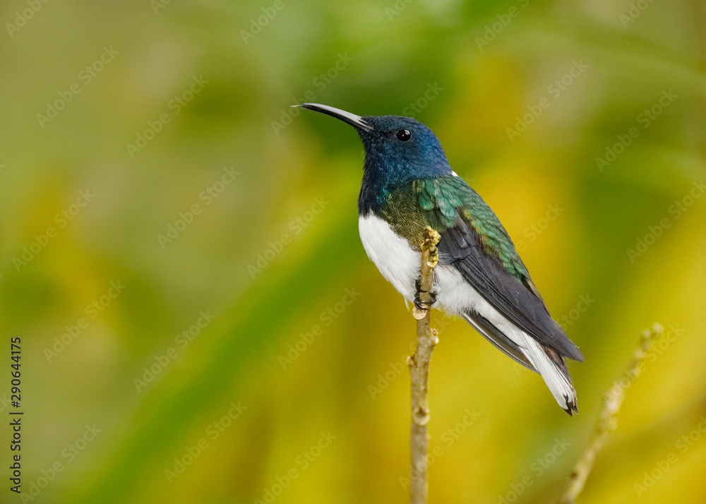 Fototapeta premium White-necked Jacobin - Ecuador
