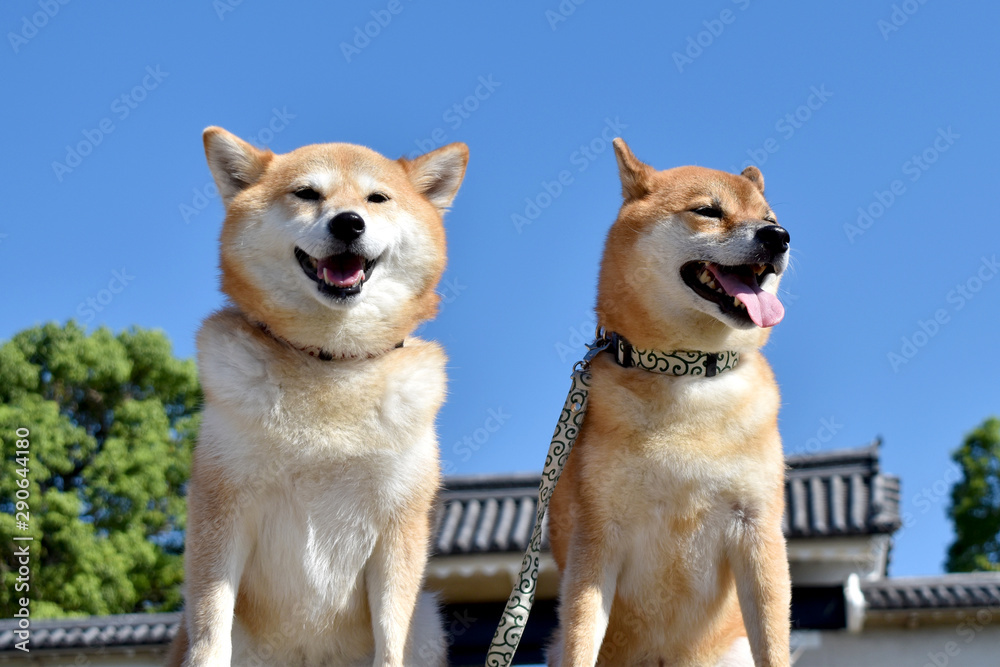柴犬・青空・多頭 柴犬・青空・多頭