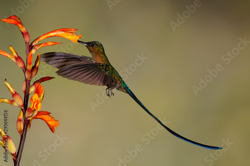 Male Violet-tailed Sylph feeding at a Heliconia flower - Ecuador photo