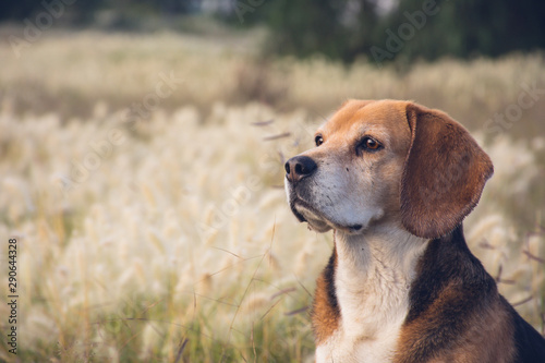 Portrait of a beagle sit on grassy field 