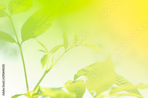 Closeup nature view of green leaf on blurred greenery background with copy space using as background natural green plants landscape, fresh wallpaper concept