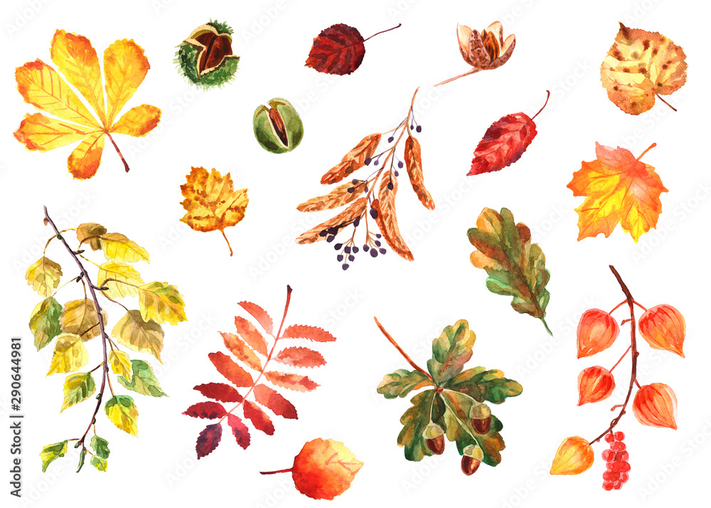 Watercolor autumn set of leaves and nuts isolated on a white background