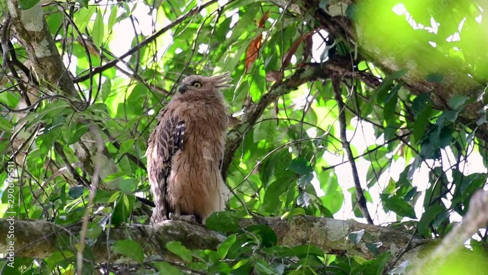 The Buffy Fish Owl is a big owl and yet the smallest among the four Fish Owls; it is quite an amusing bird with its horns standing made of feathers and the eyes are heavy yellow. The Buffy Fish Owl is a big owl and yet the smallest among the four Fish Owls; it is quite an amusing bird with its horns standing made of feathers and the eyes are heavy yellow.